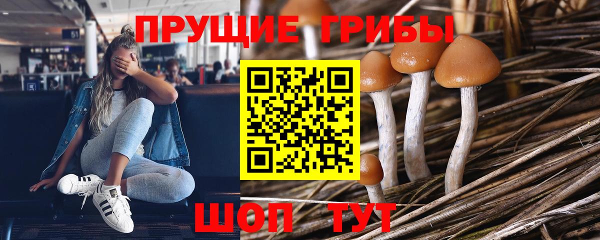 Саров  Псилоцибиновые грибы мицелий  Вход с VPN 